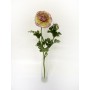Ranunculus Cream and Purple 40cm